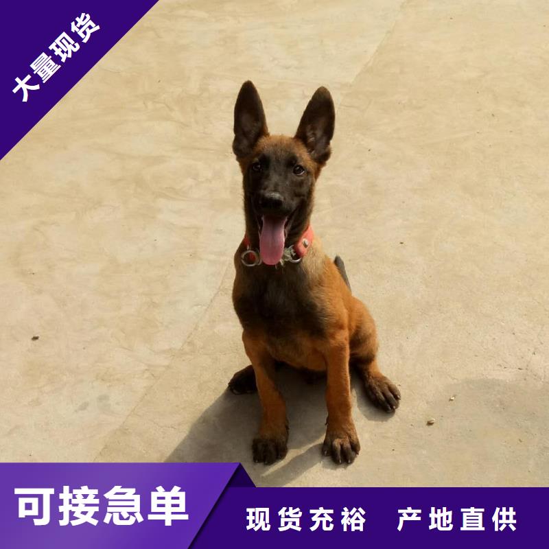一品【 马犬 杜宾犬拥有多家成功案例】-业务覆盖区域|乌鲁木齐|克拉玛依-二八商务