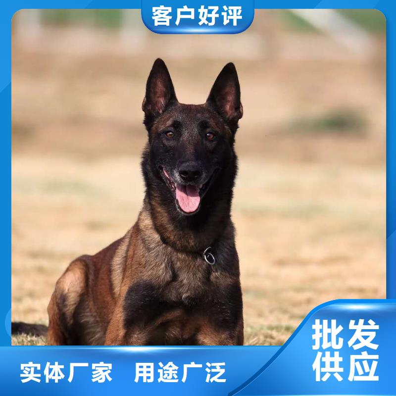 【马犬】_杜高犬优质货源