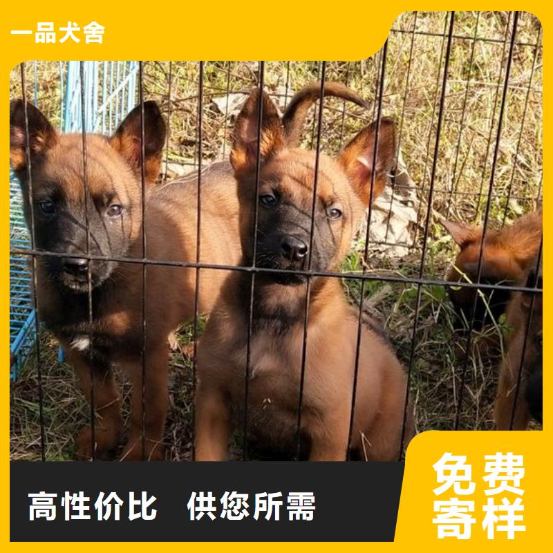 一品【 马犬 杜宾犬拥有多家成功案例】-业务覆盖区域|乌鲁木齐|克拉玛依-二八商务