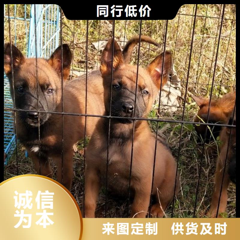 公司马犬使用方法