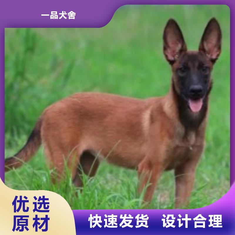 产品视频:当地《一品》【价格有优势 马犬 杜宾犬拥有多家成功案例】