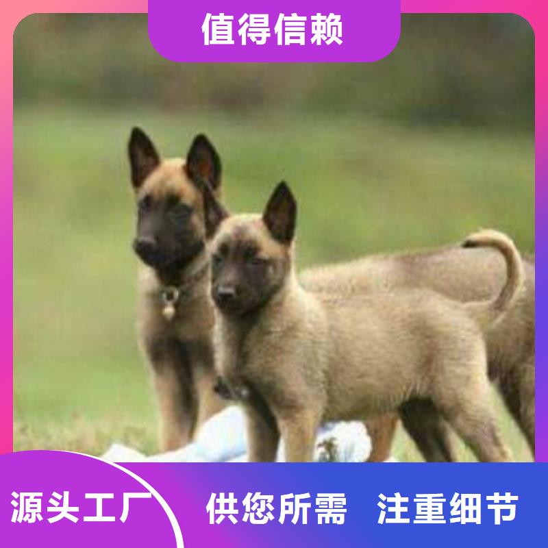 【马犬】_杜高犬优质货源