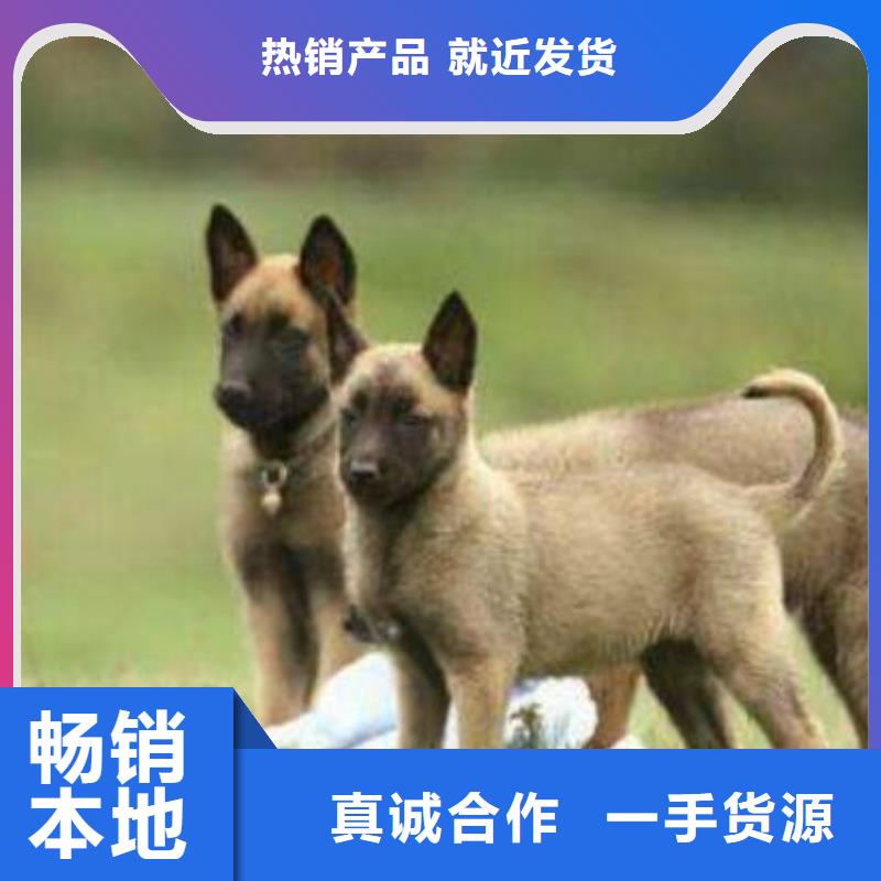 产品视频:当地《一品》【价格有优势 马犬 杜宾犬拥有多家成功案例】