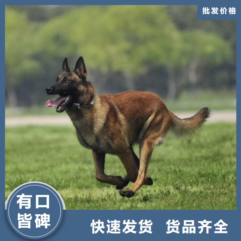 公司马犬使用方法