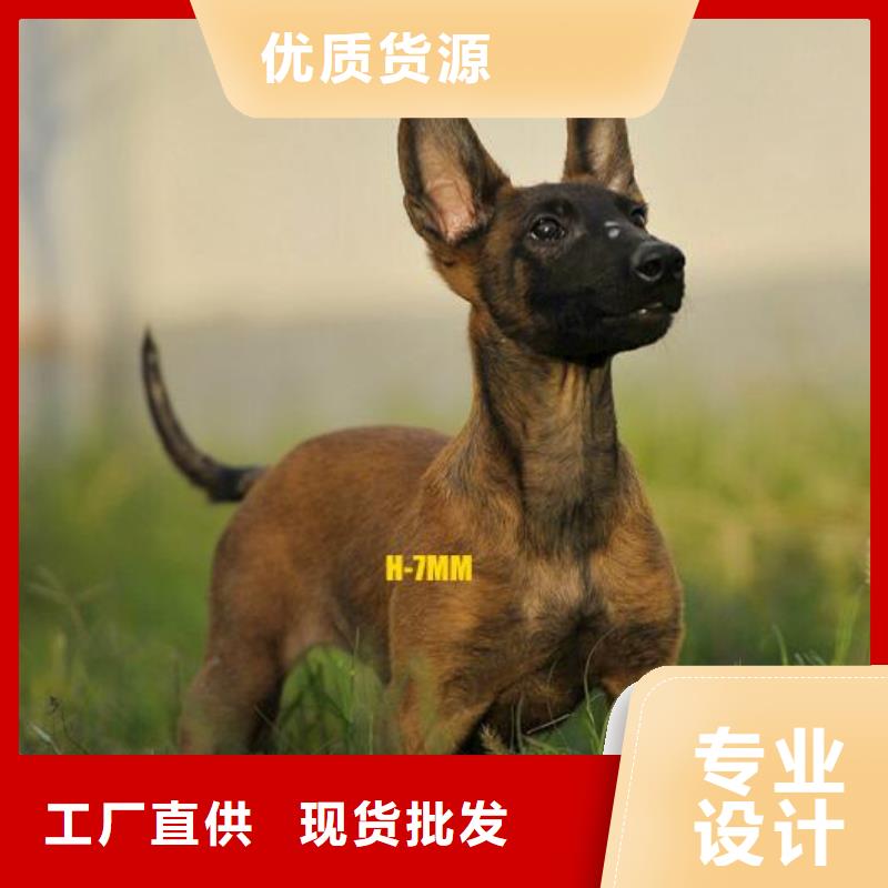 公司马犬使用方法