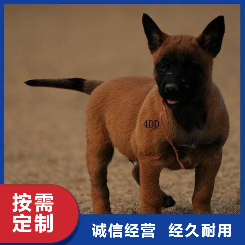 一品【 马犬 杜宾犬拥有多家成功案例】-业务覆盖区域|乌鲁木齐|克拉玛依-二八商务