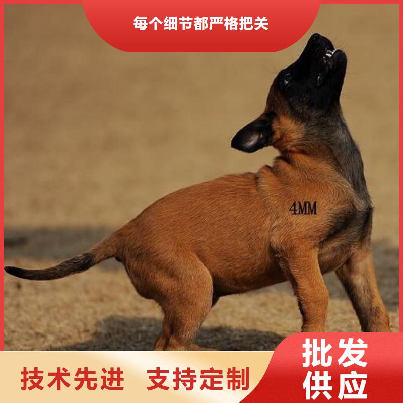 【马犬】_杜高犬优质货源