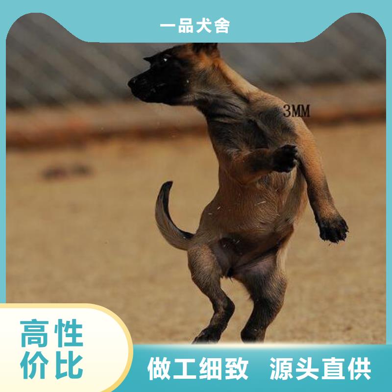 公司马犬使用方法
