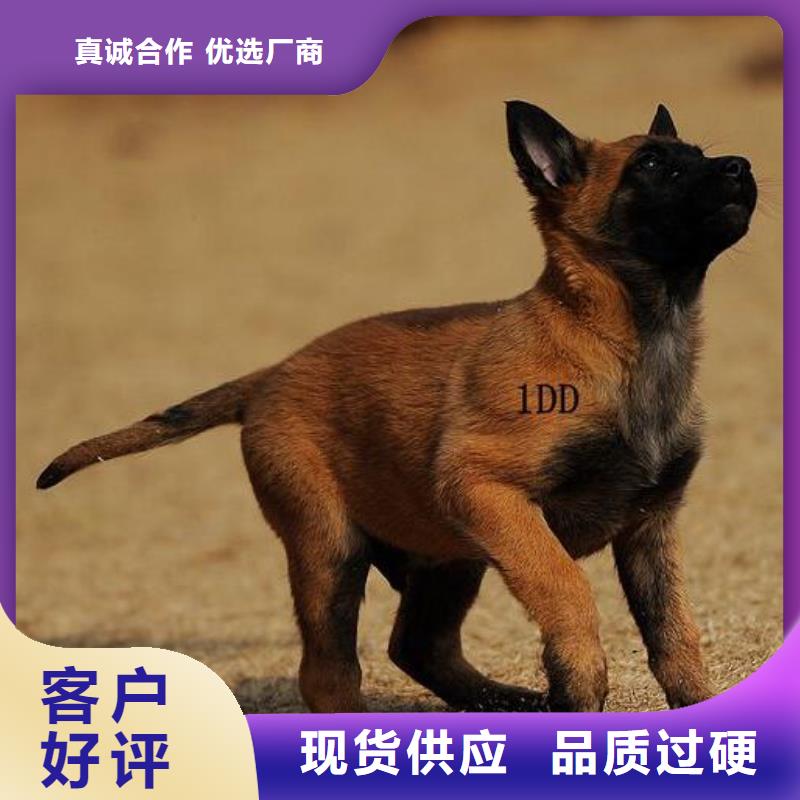 公司马犬使用方法