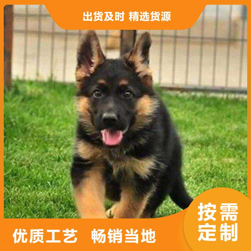 德国牧羊犬杜宾犬经销商
