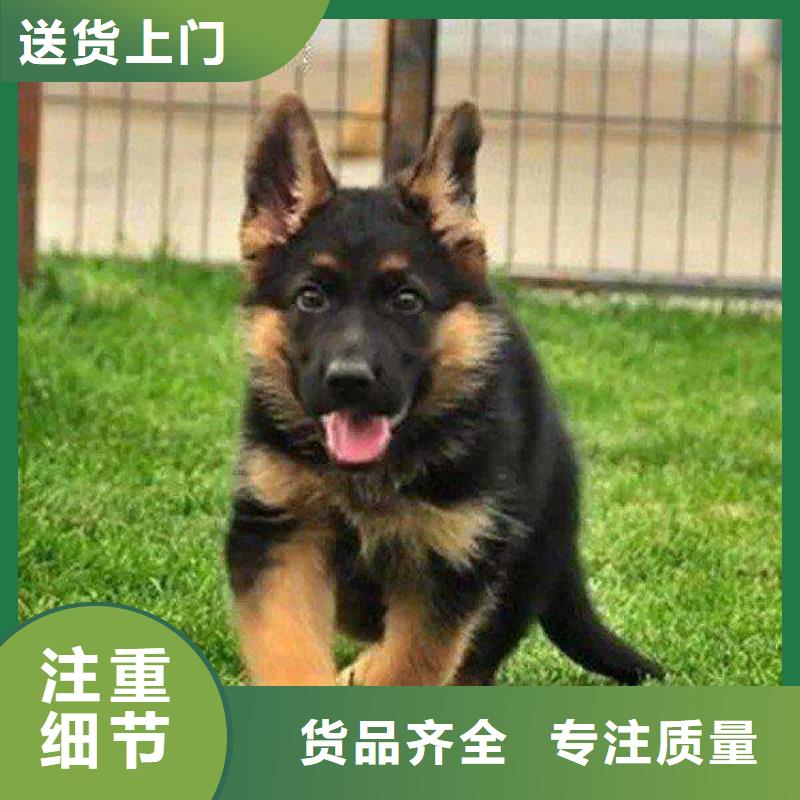 德国牧羊犬-卡斯罗犬保障
