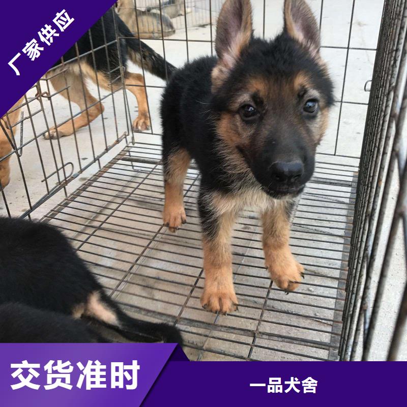 【 德国牧羊犬 卡斯罗犬现货满足大量采购】