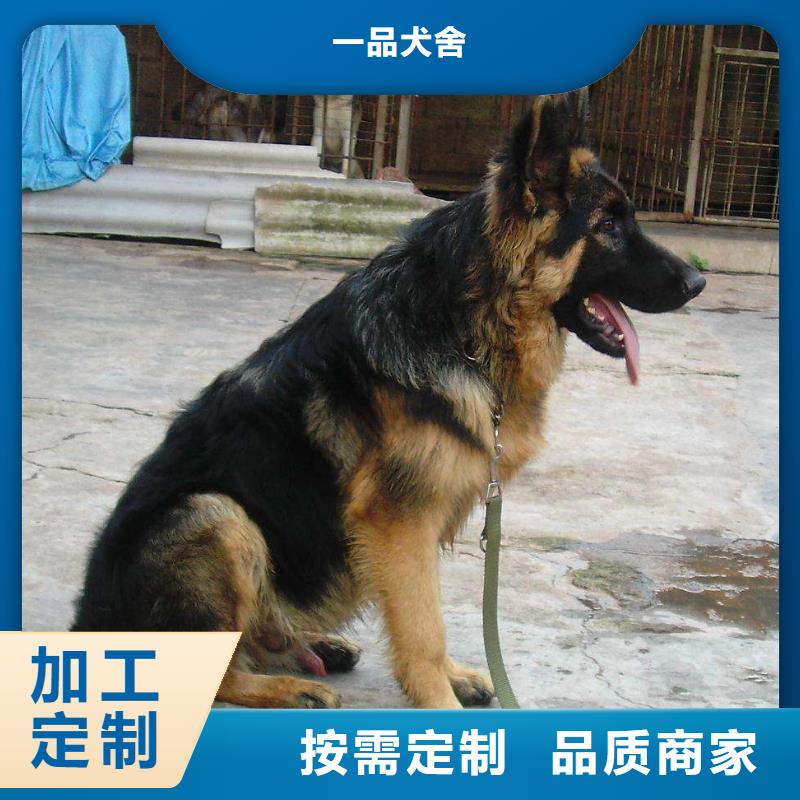 德国牧羊犬高加索犬用的放心