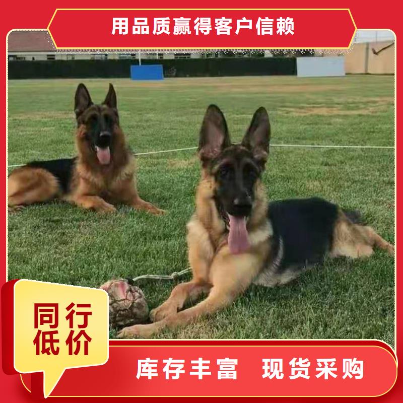 德国牧羊犬杜宾犬经销商