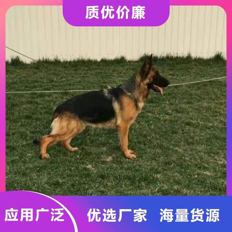 德国牧羊犬卡斯罗犬厂家十分靠谱