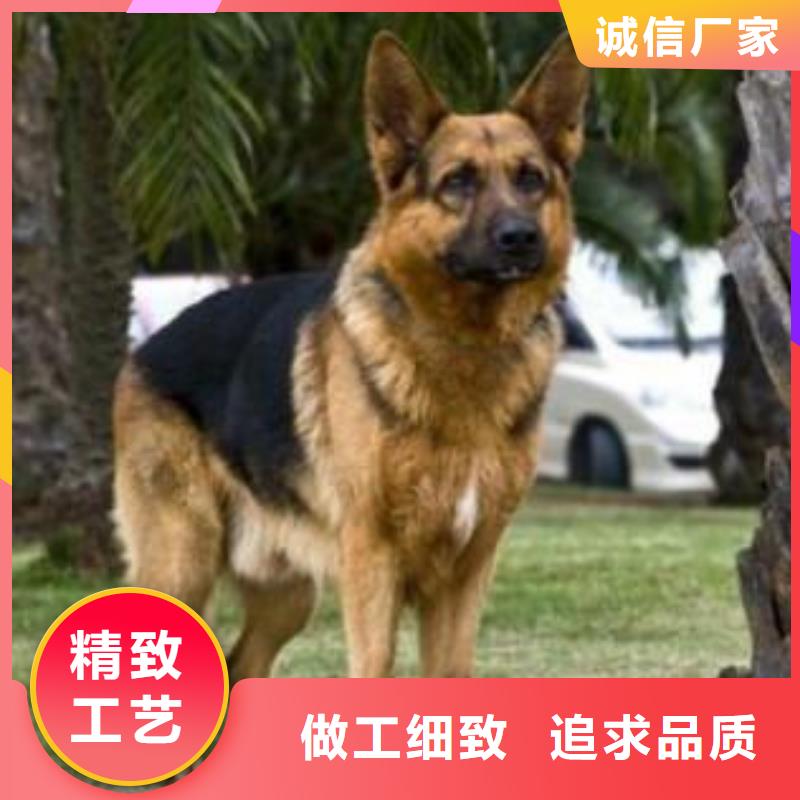 德国牧羊犬德牧犬专业供货品质管控
