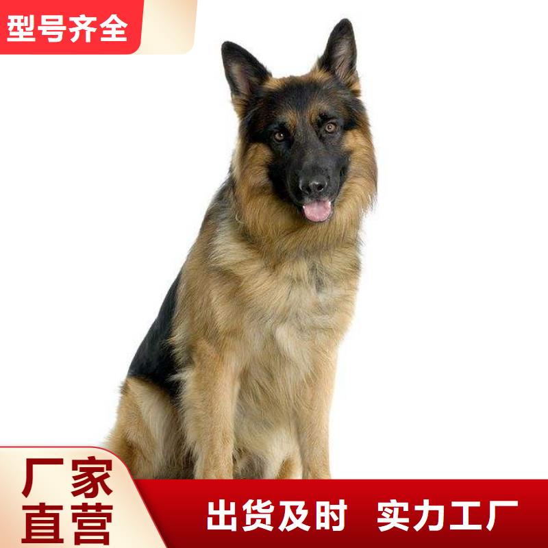 德国牧羊犬德牧犬专业供货品质管控