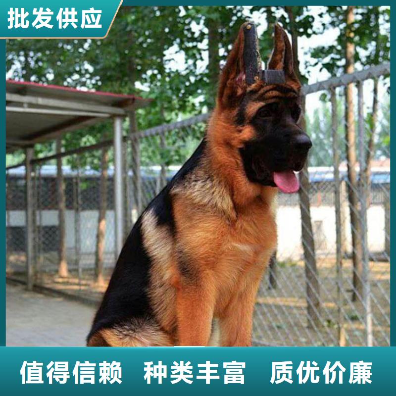 【 德国牧羊犬 卡斯罗犬现货满足大量采购】