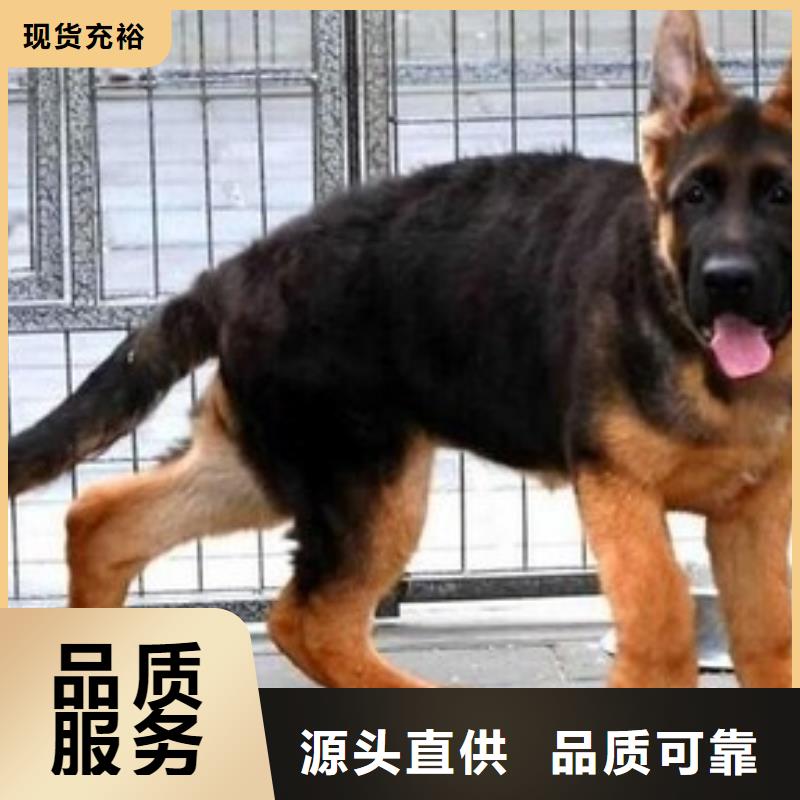 德国牧羊犬德牧犬厂家直销值得选择