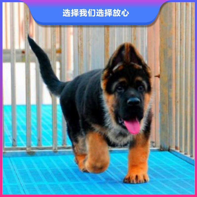 一品德国牧羊犬-【卡斯罗犬】注重细节