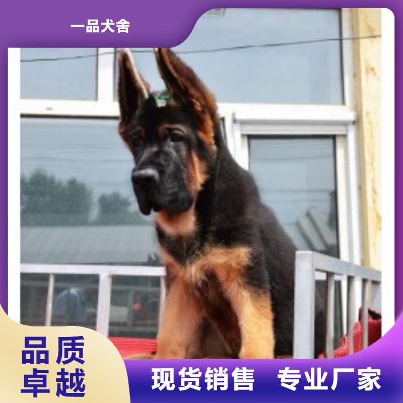德国牧羊犬罗威纳犬好货采购