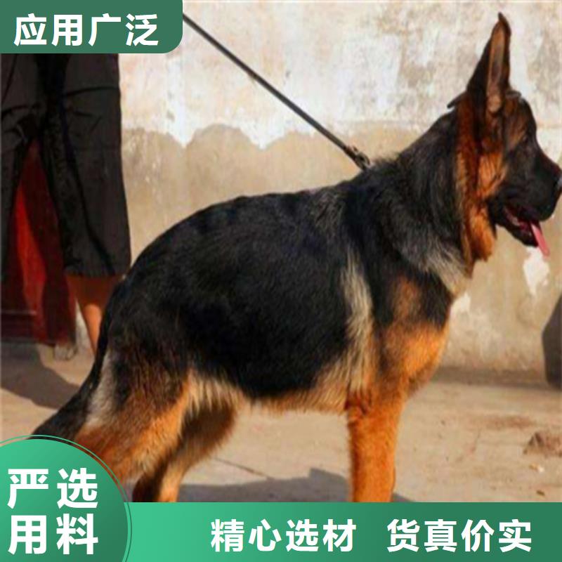 德国牧羊犬-马犬现货实拍