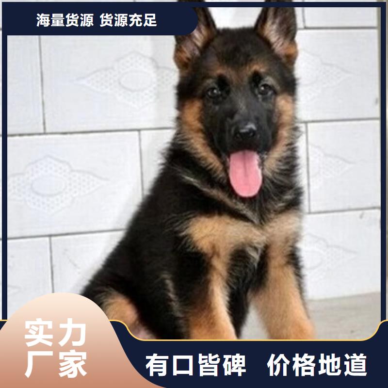 德国牧羊犬_卡斯罗犬质保一年