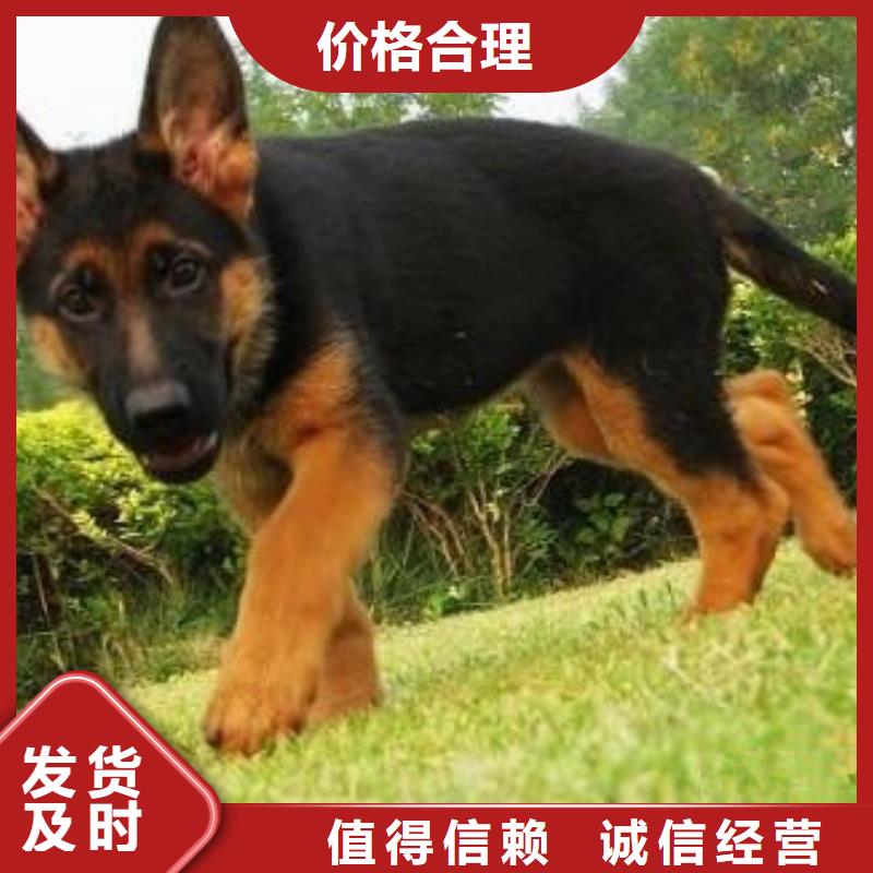 德国牧羊犬_杜高犬欢迎来电咨询
