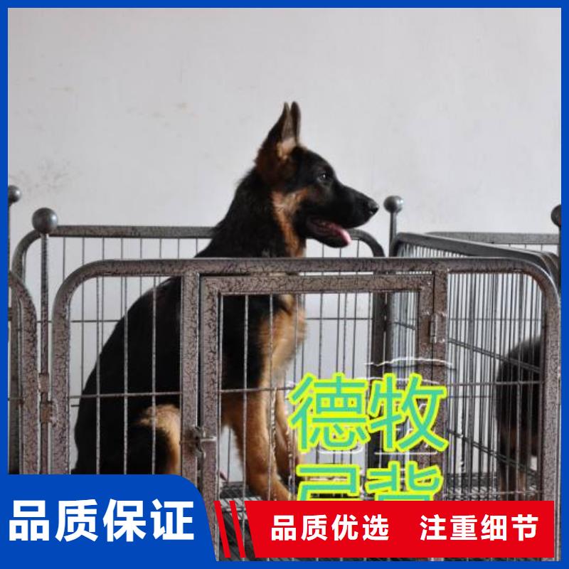 德国牧羊犬卡斯罗犬匠心品质